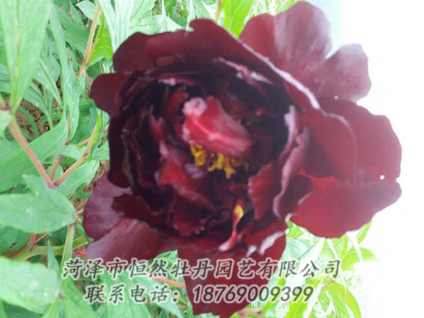 點擊查看詳細信息<br>標題：黑色牡丹 閱讀次數(shù)：1241