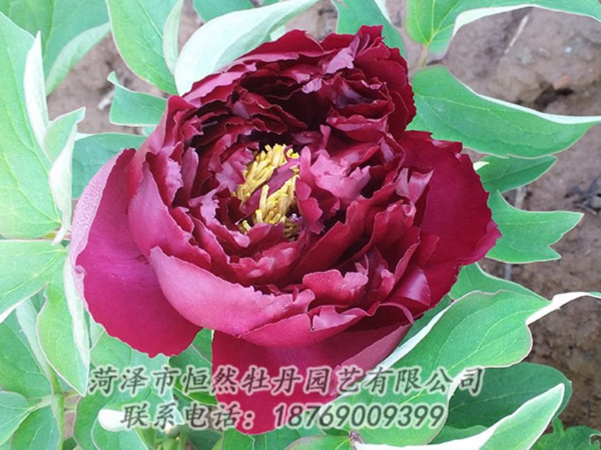 點擊查看詳細信息<br>標題：黑色牡丹 閱讀次數(shù)：1240