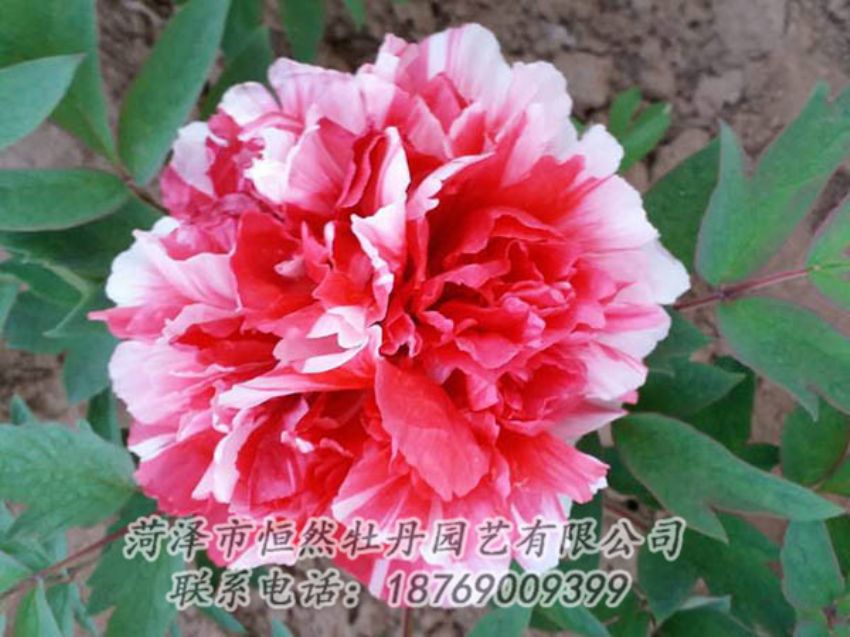 點擊查看詳細信息<br>標題：復色牡丹 閱讀次數(shù)：1243