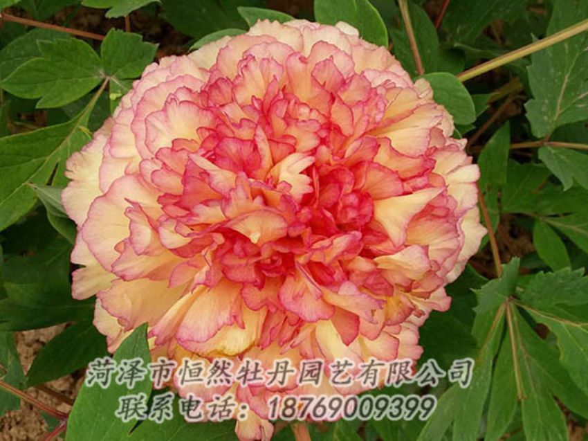 點擊查看詳細信息<br>標題：復色牡丹 閱讀次數(shù)：1265
