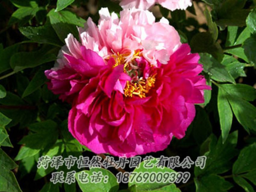 點擊查看詳細信息<br>標題：復色牡丹 閱讀次數(shù)：1203
