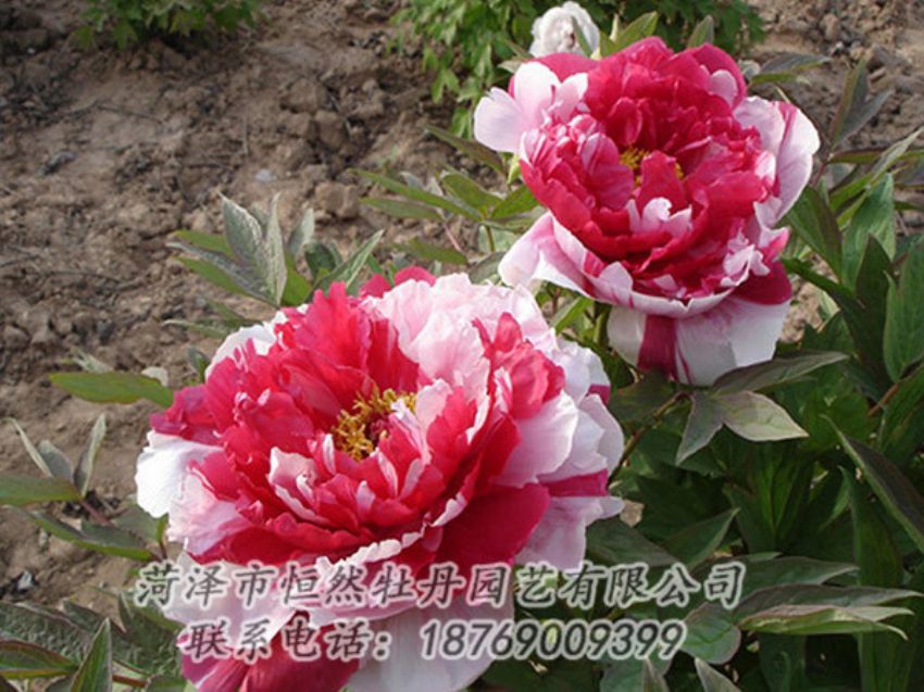 點擊查看詳細信息<br>標題：復色牡丹 閱讀次數(shù)：1247