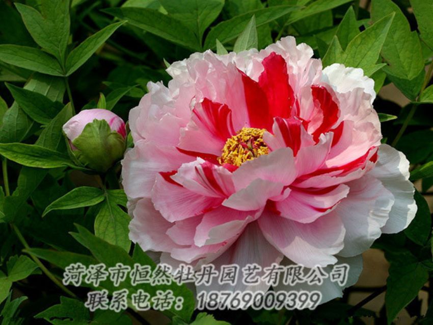 點(diǎn)擊查看詳細(xì)信息<br>標(biāo)題：復(fù)色牡丹 閱讀次數(shù)：2052