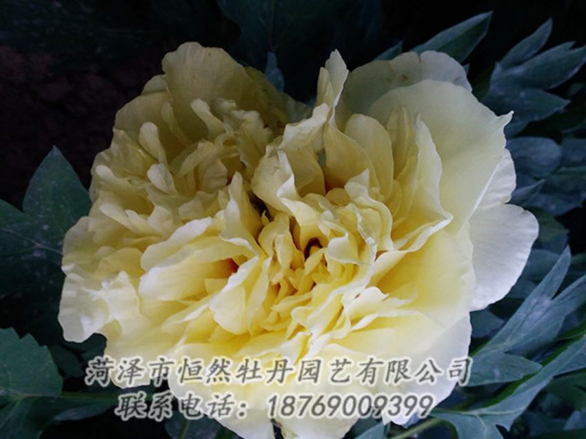 點(diǎn)擊查看詳細(xì)信息<br>標(biāo)題：黃色牡丹 閱讀次數(shù)：1232