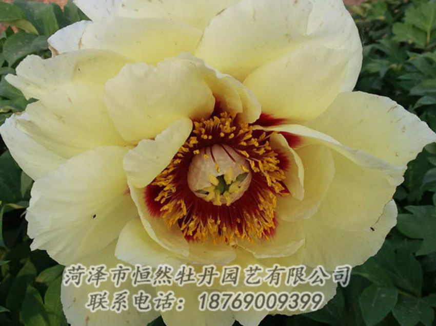 點(diǎn)擊查看詳細(xì)信息<br>標(biāo)題：黃色牡丹 閱讀次數(shù)：1219