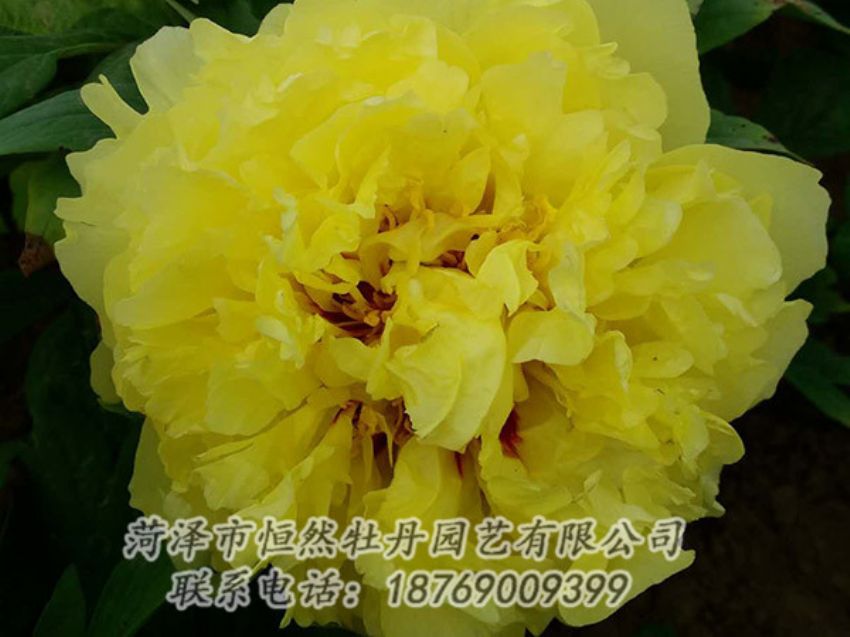 點擊查看詳細信息<br>標題：黃色牡丹 閱讀次數：1235