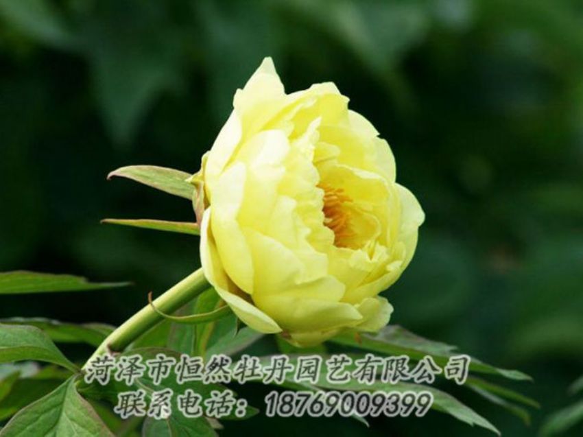 點(diǎn)擊查看詳細(xì)信息<br>標(biāo)題：黃色牡丹 閱讀次數(shù)：1978