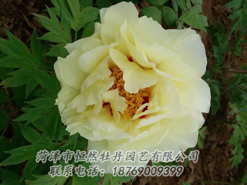 點(diǎn)擊查看詳細(xì)信息<br>標(biāo)題：黃色牡丹 閱讀次數(shù)：1948
