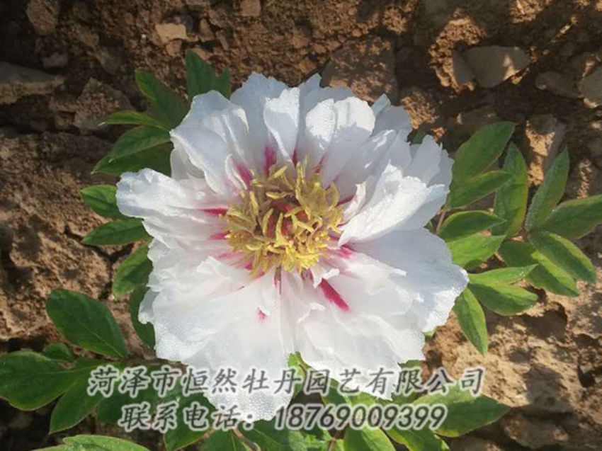 點擊查看詳細信息<br>標題：白色牡丹 閱讀次數(shù)：1299
