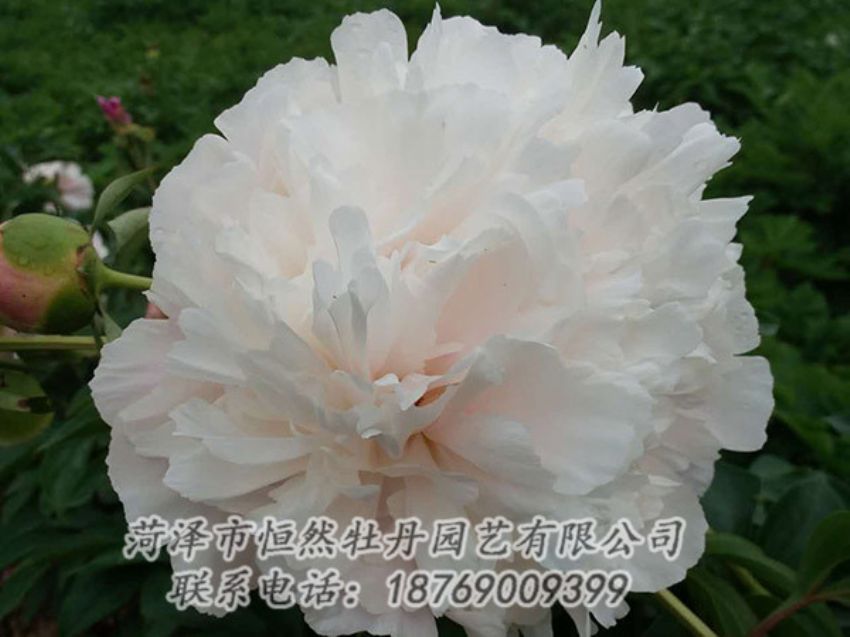 點擊查看詳細信息<br>標題：白色牡丹 閱讀次數(shù)：1257