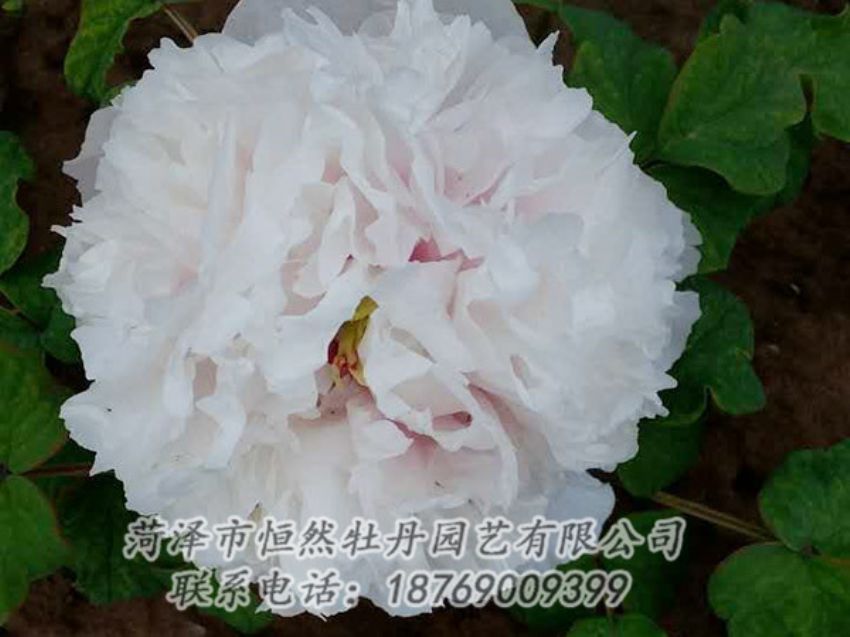 點擊查看詳細信息<br>標題：白色牡丹 閱讀次數(shù)：2045