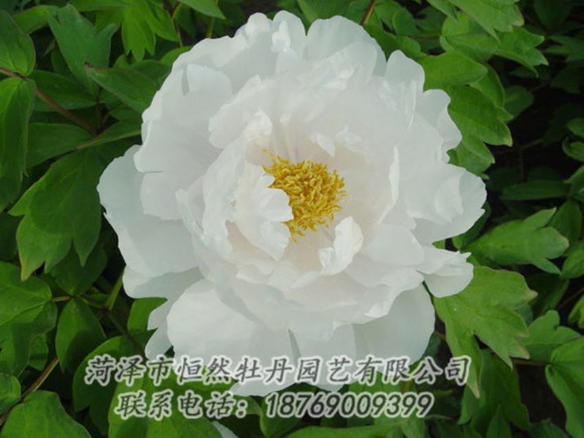 點擊查看詳細信息<br>標題：白色牡丹 閱讀次數(shù)：2047