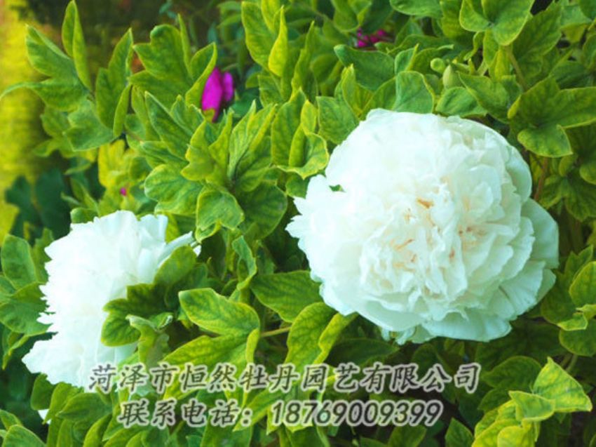 點擊查看詳細信息<br>標題：白色牡丹 閱讀次數(shù)：1228