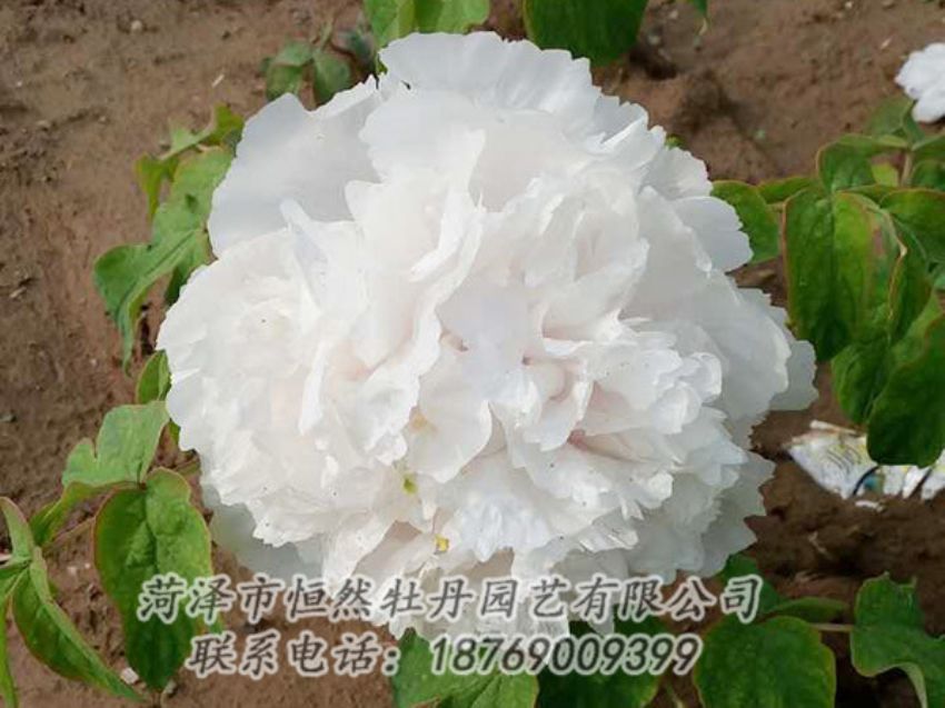 點擊查看詳細信息<br>標題：白色牡丹 閱讀次數：1043