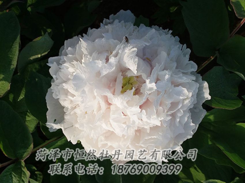點擊查看詳細信息<br>標題：白色牡丹 閱讀次數(shù)：1244