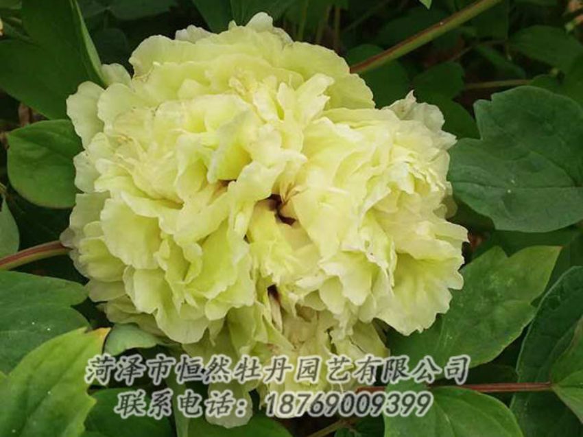 點擊查看詳細信息<br>標題：綠色 閱讀次數：1122