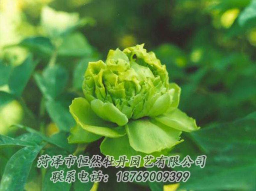 點(diǎn)擊查看詳細(xì)信息<br>標(biāo)題：綠色牡丹 閱讀次數(shù)：1265