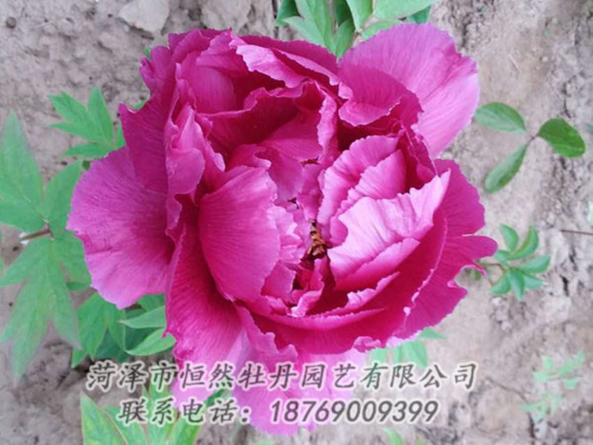 點擊查看詳細信息<br>標題：紫色牡丹 閱讀次數：1095