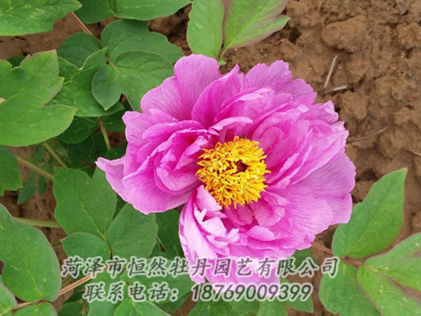 點(diǎn)擊查看詳細(xì)信息<br>標(biāo)題：紫色牡丹 閱讀次數(shù)：1206