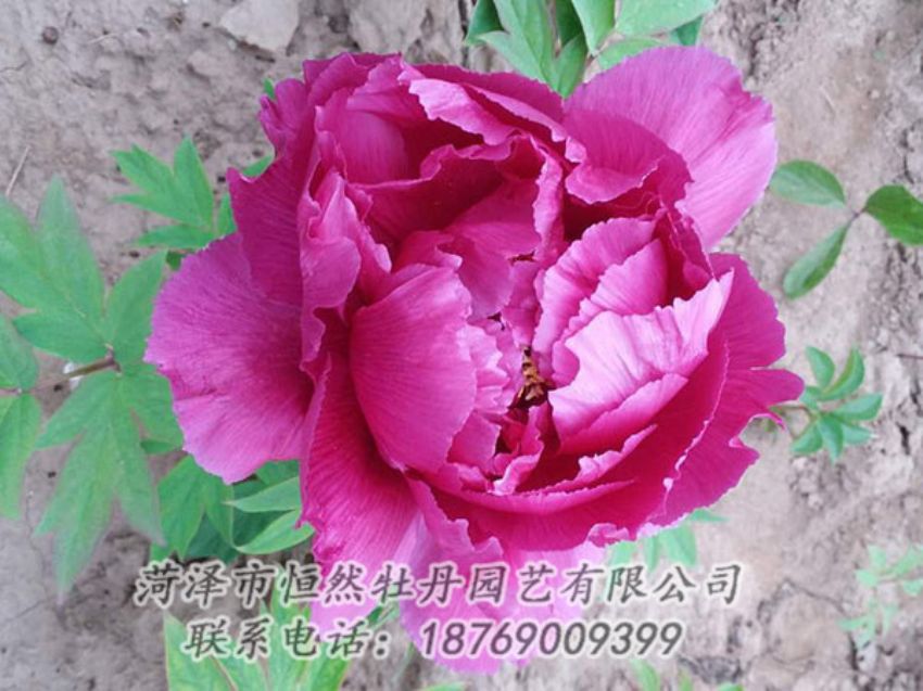 點(diǎn)擊查看詳細(xì)信息<br>標(biāo)題：紫色牡丹 閱讀次數(shù)：1186
