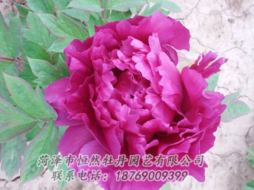 點(diǎn)擊查看詳細(xì)信息<br>標(biāo)題：紫色牡丹 閱讀次數(shù)：1319
