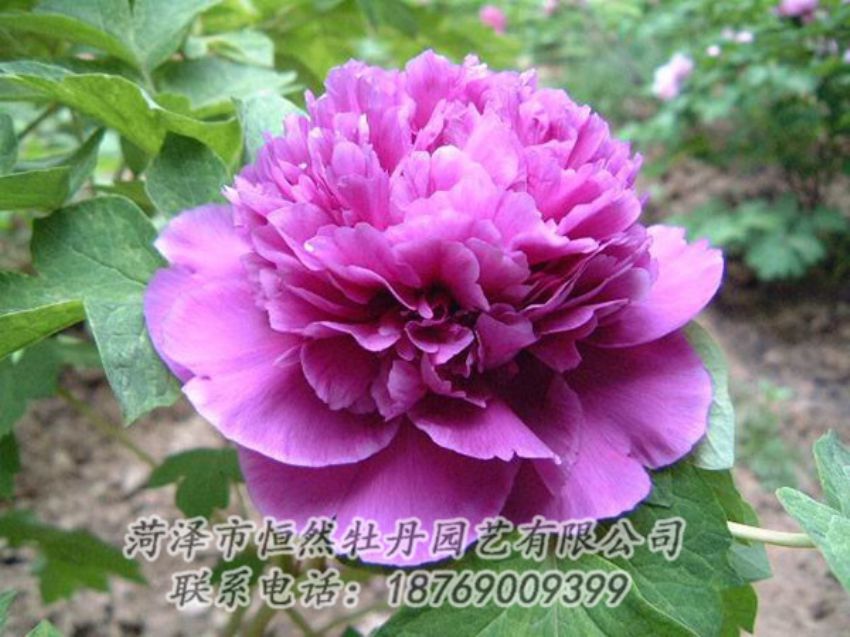 點(diǎn)擊查看詳細(xì)信息<br>標(biāo)題：紫色牡丹 閱讀次數(shù)：1356