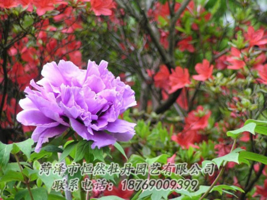 點(diǎn)擊查看詳細(xì)信息<br>標(biāo)題：紫色牡丹 閱讀次數(shù)：2004