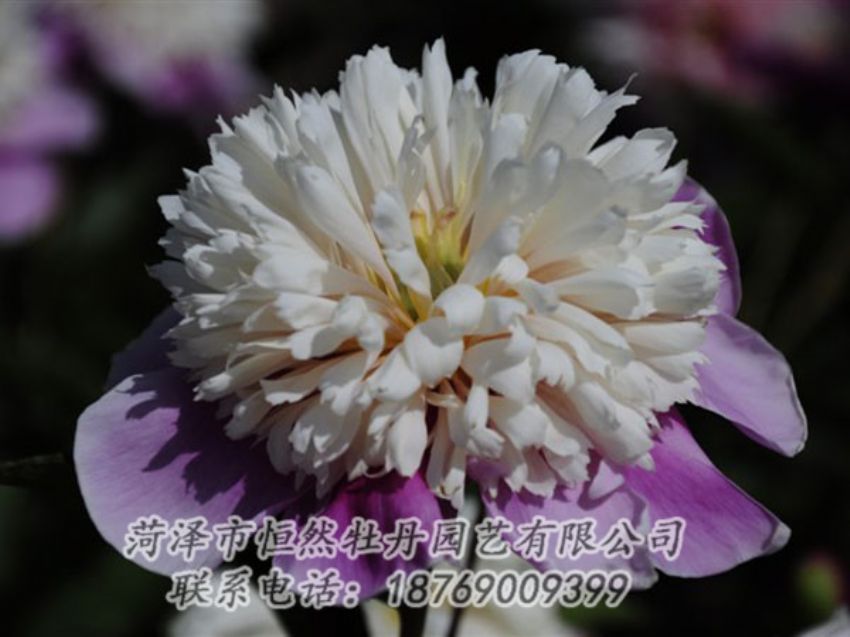 點(diǎn)擊查看詳細(xì)信息<br>標(biāo)題：復(fù)色芍藥 閱讀次數(shù)：1286
