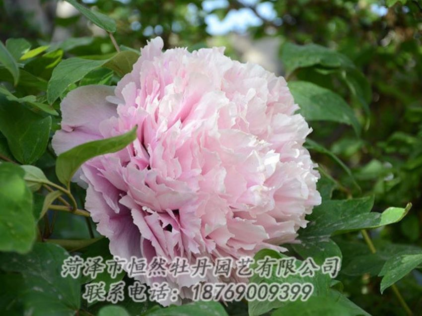 點(diǎn)擊查看詳細(xì)信息<br>標(biāo)題：粉色牡丹 閱讀次數(shù)：2042