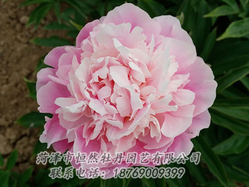 點擊查看詳細信息<br>標題：粉色牡丹 閱讀次數(shù)：2031