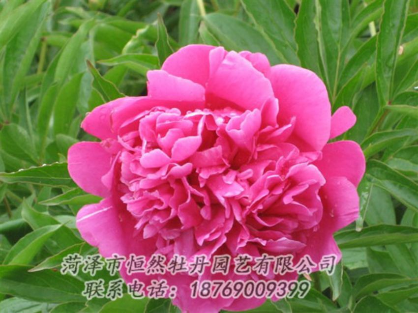 點擊查看詳細信息<br>標題：永生紅 閱讀次數(shù)：1089