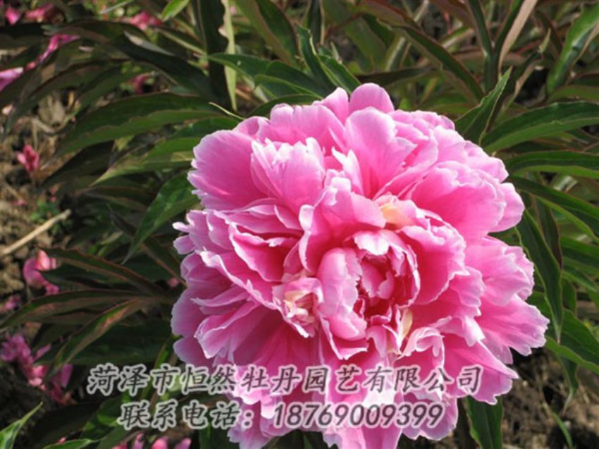點擊查看詳細信息<br>標題：西施紅妝 閱讀次數(shù)：1089