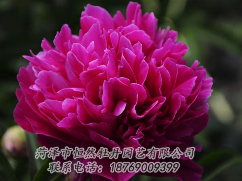 點擊查看詳細信息<br>標題：瑪瑙紅 閱讀次數(shù)：1062