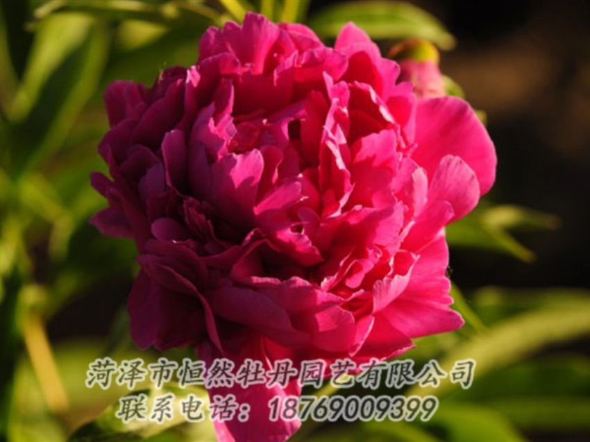 點擊查看詳細信息<br>標題：老來紅 閱讀次數(shù)：1032