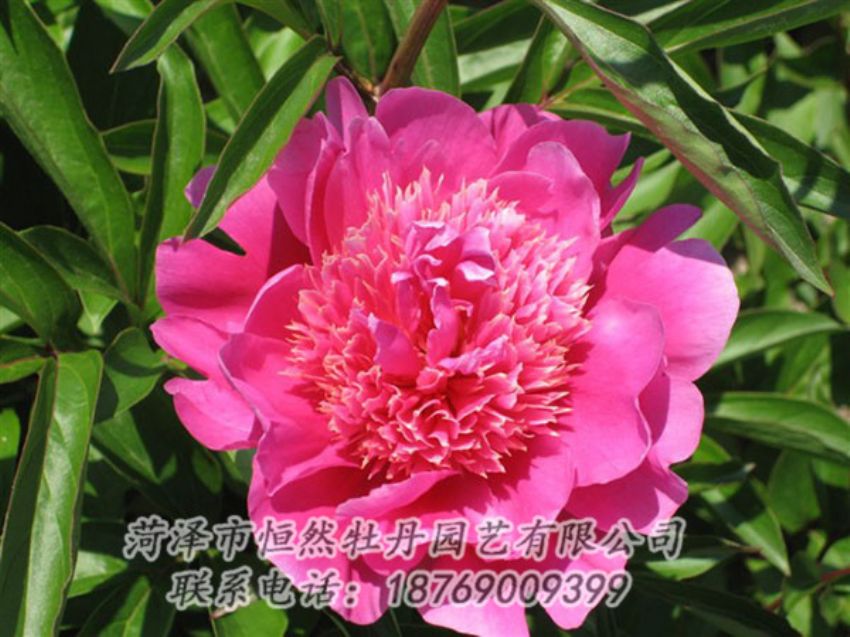 點擊查看詳細信息<br>標題：紅繡球 閱讀次數(shù)：1075