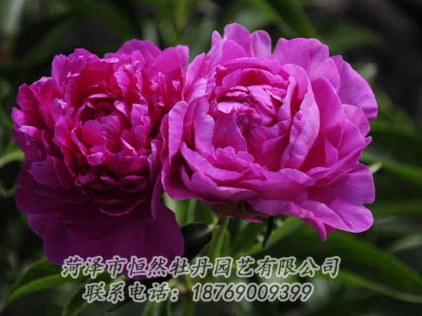 點擊查看詳細信息<br>標題：紅玫瑰 閱讀次數(shù)：1021