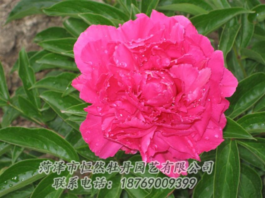 點擊查看詳細信息<br>標題：紅冠芳 閱讀次數(shù)：1096