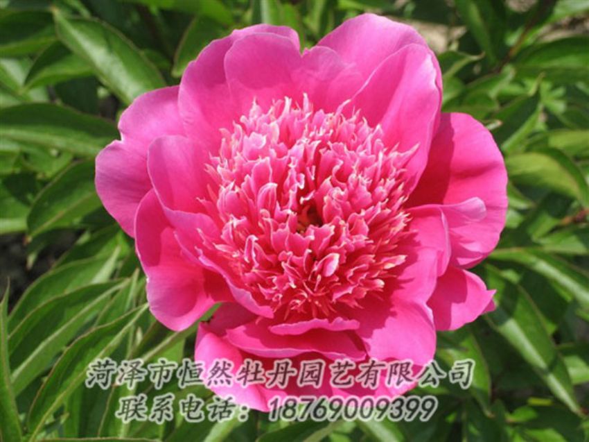 點擊查看詳細信息<br>標題：紅繡球 閱讀次數(shù)：1060