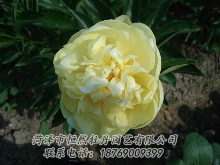 點擊查看詳細(xì)信息<br>標(biāo)題：黃色芍藥 閱讀次數(shù)：1354