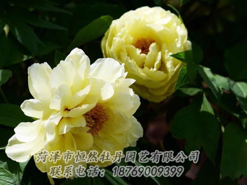 點擊查看詳細(xì)信息<br>標(biāo)題：黃色芍藥 閱讀次數(shù)：1256