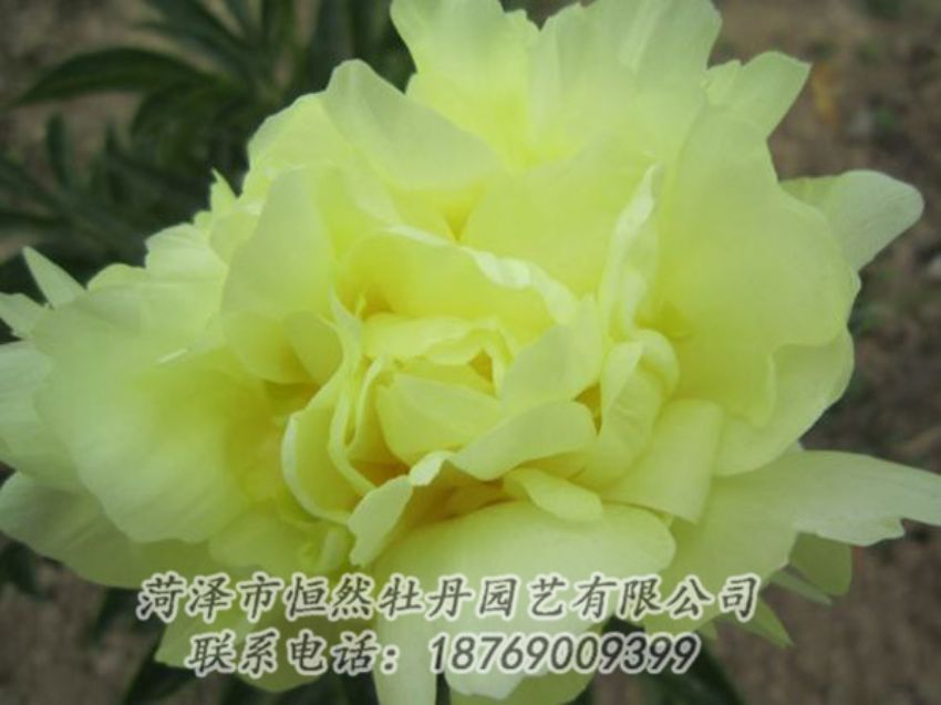 點擊查看詳細(xì)信息<br>標(biāo)題：黃色芍藥 閱讀次數(shù)：1295