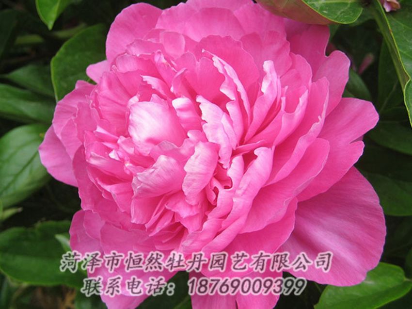 點(diǎn)擊查看詳細(xì)信息<br>標(biāo)題：紅色芍藥 閱讀次數(shù)：1108