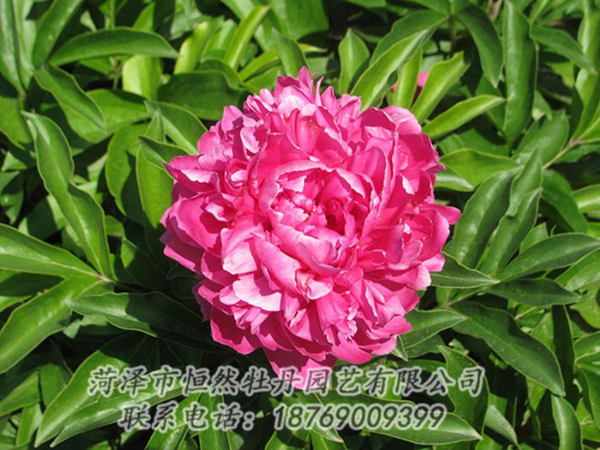點擊查看詳細信息<br>標(biāo)題：紅色芍藥 閱讀次數(shù)：1209
