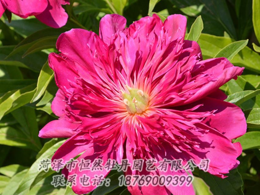 點擊查看詳細信息<br>標(biāo)題：紅色芍藥 閱讀次數(shù)：1160