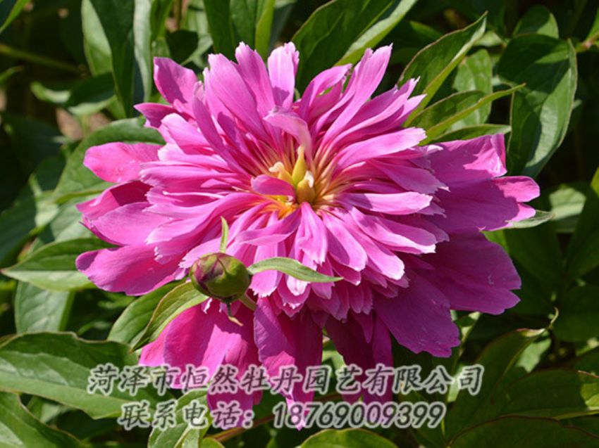 點擊查看詳細信息<br>標(biāo)題：紅色芍藥 閱讀次數(shù)：1196