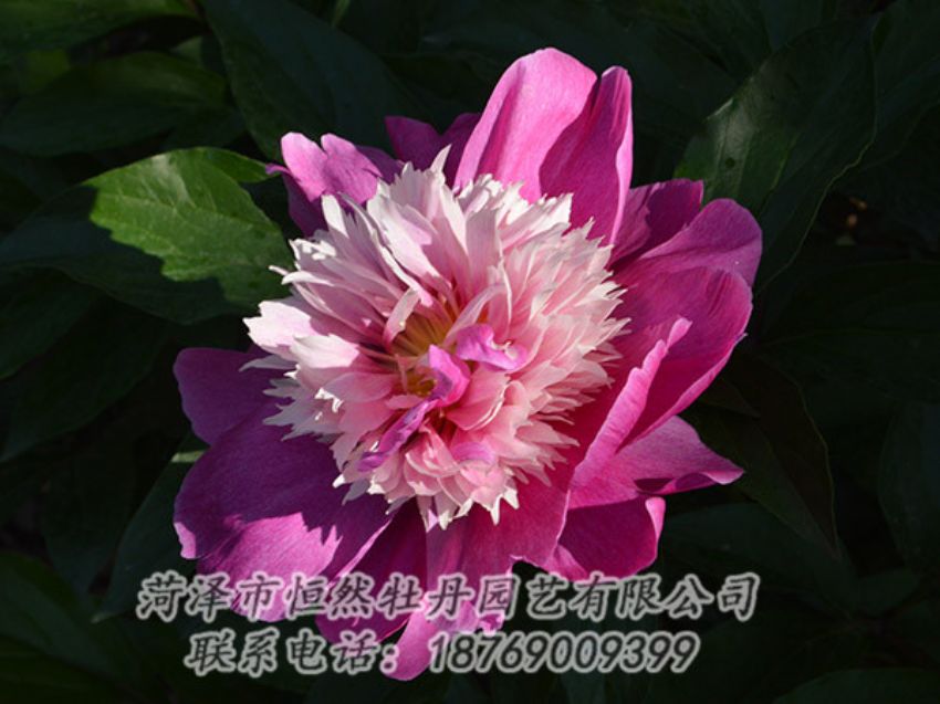 點擊查看詳細信息<br>標(biāo)題：紅色芍藥 閱讀次數(shù)：1283