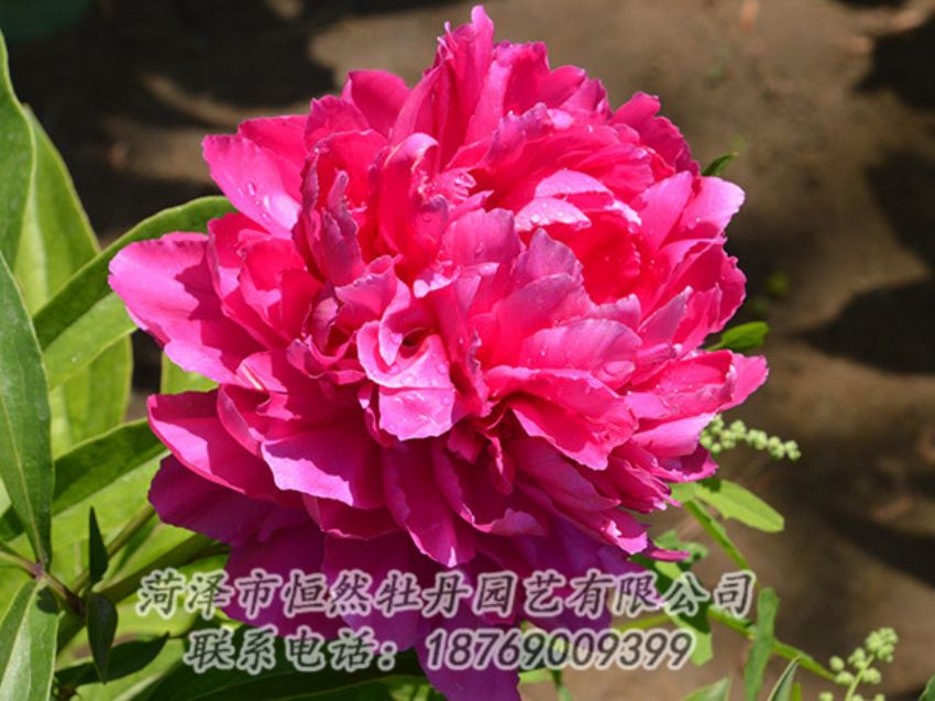 點擊查看詳細信息<br>標(biāo)題：紅色芍藥 閱讀次數(shù)：1172