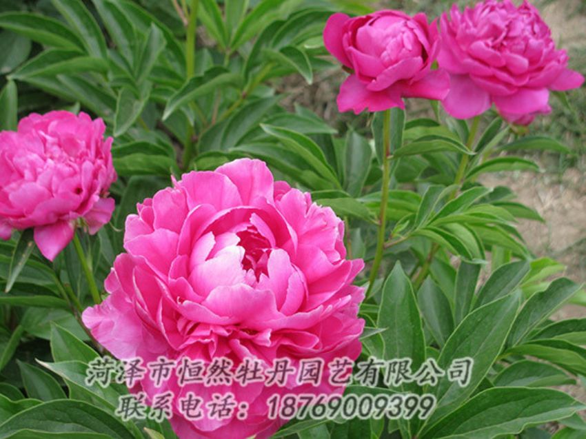 點擊查看詳細信息<br>標(biāo)題：紅色芍藥 閱讀次數(shù)：1190