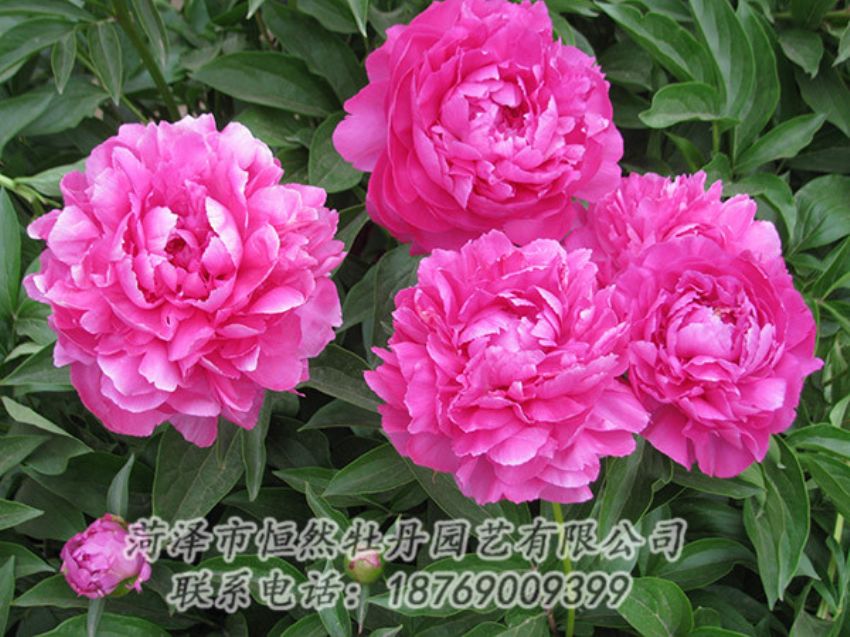 點擊查看詳細信息<br>標(biāo)題：紅色芍藥 閱讀次數(shù)：1210