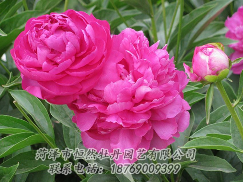 點擊查看詳細信息<br>標(biāo)題：紅色芍藥 閱讀次數(shù)：1209
